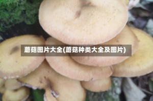 蘑菇图片大全(蘑菇种类大全及图片)