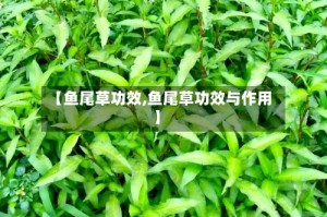 【鱼尾草功效,鱼尾草功效与作用】