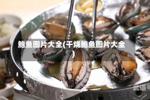 鲍鱼图片大全(干烧鲍鱼图片大全)