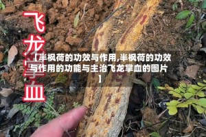 【半枫荷的功效与作用,半枫荷的功效与作用的功能与主治飞龙掌血的图片】