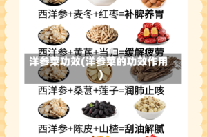 洋参菜功效(洋参菜的功效作用)