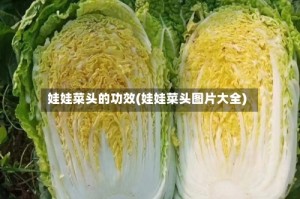 娃娃菜头的功效(娃娃菜头图片大全)