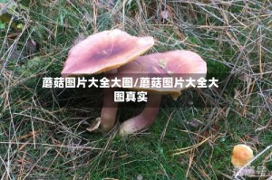 蘑菇图片大全大图/蘑菇图片大全大图真实