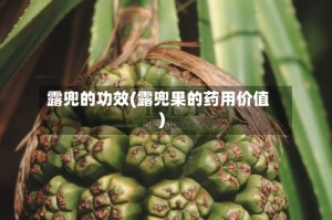 露兜的功效(露兜果的药用价值)