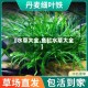 【水草大全,鱼缸水草大全】