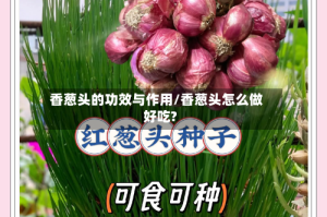香葱头的功效与作用/香葱头怎么做好吃?