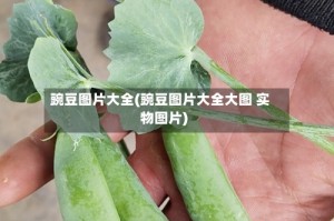 豌豆图片大全(豌豆图片大全大图 实物图片)