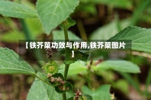 【铁芥菜功效与作用,铁芥菜图片】
