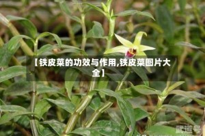 【铁皮菜的功效与作用,铁皮菜图片大全】