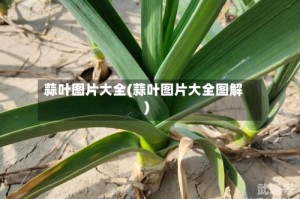 蒜叶图片大全(蒜叶图片大全图解)