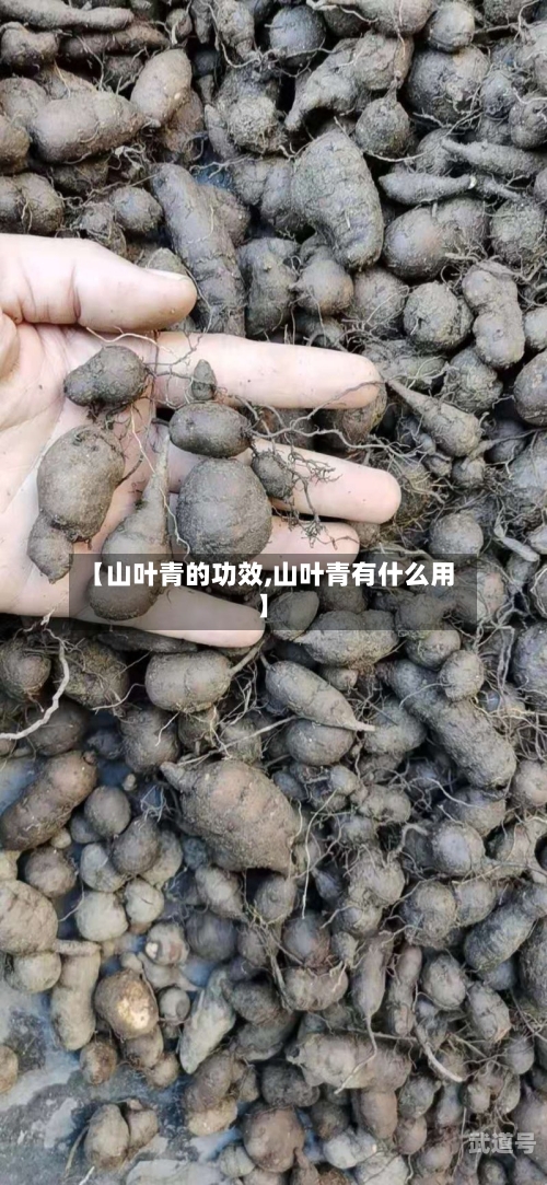 【山叶青的功效,山叶青有什么用】-第1张图片