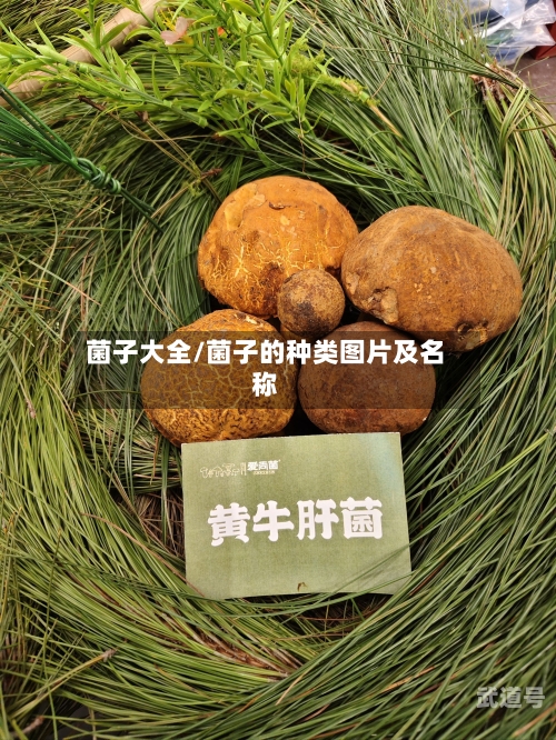菌子大全/菌子的种类图片及名称-第3张图片